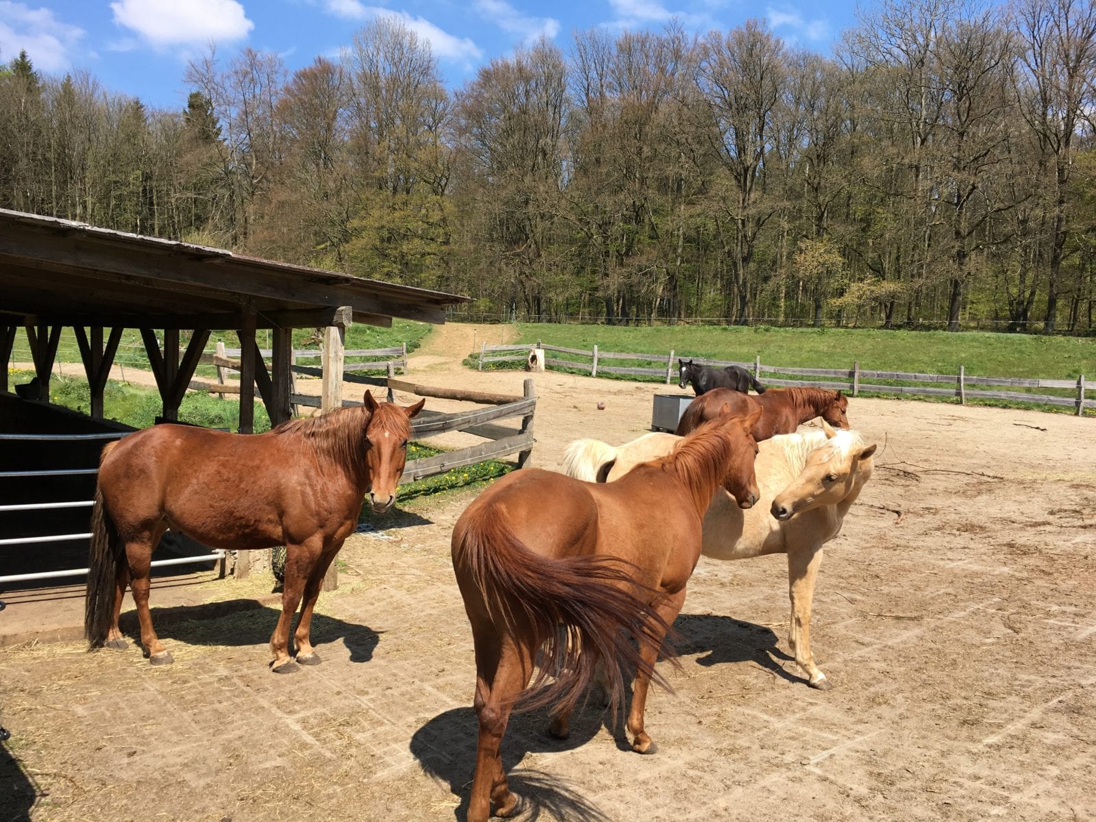Pferde in einer gemischten Gruppe auf dem Paddock